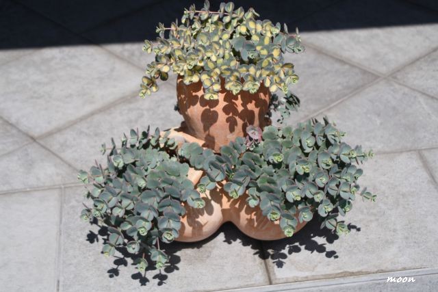 sedum sieboldi